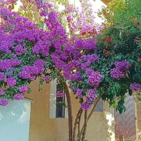 La Valle Degli Ulivi *