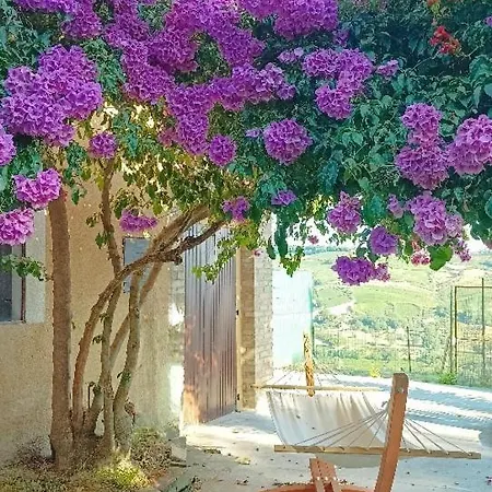 La Valle Degli Ulivi