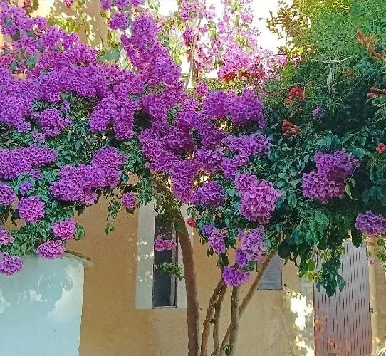 La Valle Degli Ulivi *