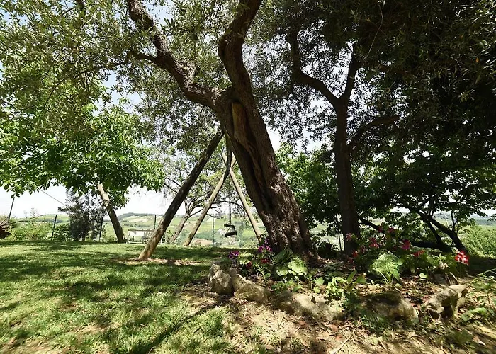 La Valle Degli Ulivi Vacri